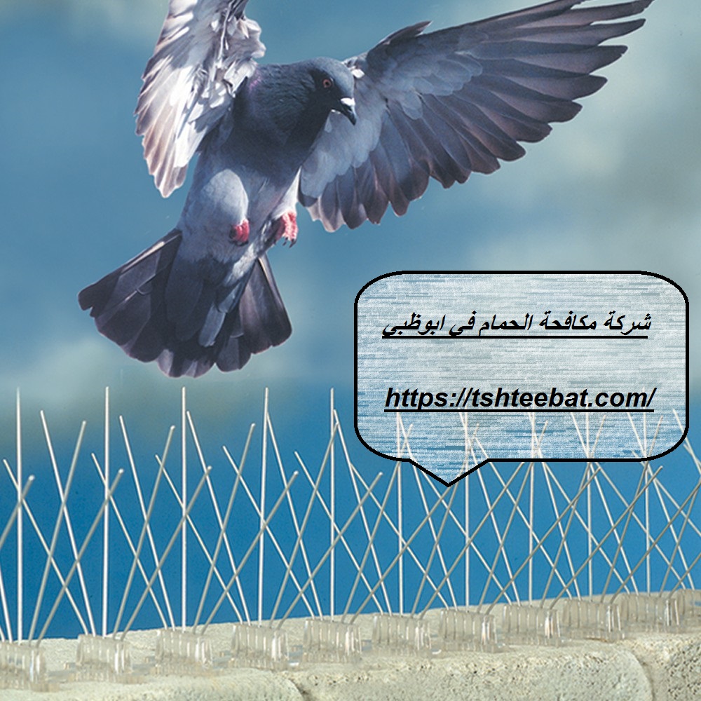 شركة مكافحة الحمام في ابوظبي