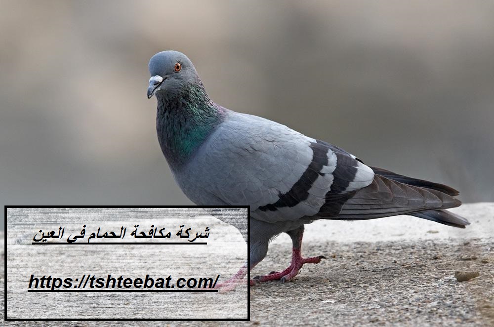 شركة مكافحة الحمام في العين