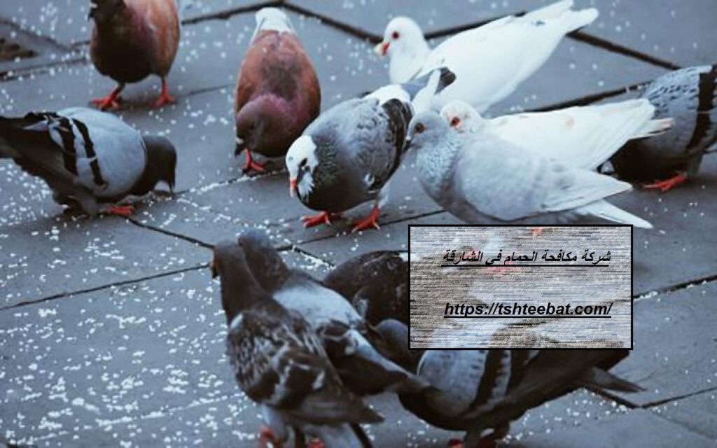 شركة مكافحة الحمام في الشارقة