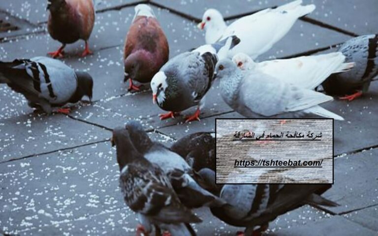شركة مكافحة الحمام في الشارقة |0507653527| تركيب شبك