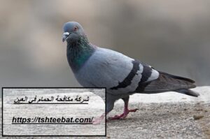 شركة مكافحة الحمام في العين |0507653527