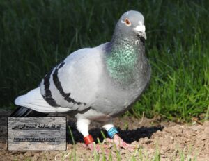 شركة مكافحة الحمام في دبي |0507653527| تركيب طارد حمام